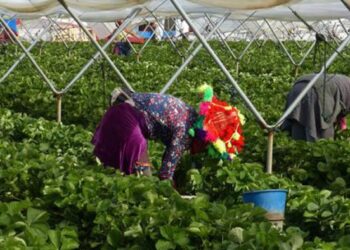 RECRUTEMENT DE TRAVAILLEURS SAISONNIERS DANS LES PLANTATIONS EN ESPAGNE : L’ADHA interpelle le ministre de l’intégration africaine et des affaires étrangères