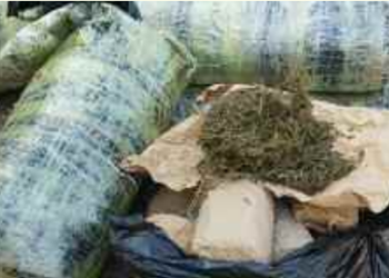 LUTTE CONTRE LE TRAFIC DE DROGUES : 1 224 Kg de chanvre indien saisis par la Brigade de la zone franche industrielle