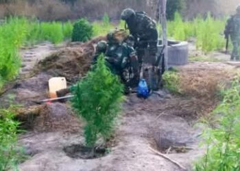 KOLDA : L’Armée détruit plusieurs hectares de champs de chanvre indien 