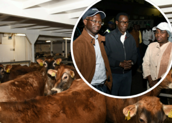 INTENSIFICATION POUR L’AUTOSUFFISANCE LAITIÈRE : Arrivée de 1 250 génisses gestantes en provenance de France au Port de Dakar