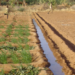 IRRIGATION : Les pays du Sahel lancent un appel à l’action pour accélérer les investissements