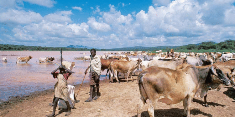 LES EXPERTS OUEST-AFRICAINS TIRENT LA SONNETTE D’ALARME À LA CONFÉRENCE CLIMAT DE BONN : « L’élevage ne peut plus être ignoré dans l’action climatique »
