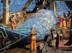 PILLAGE DES OCÉANS : Vers la création d’un sanctuaire marin protégé en Afrique de l’Ouest