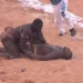 Lutte : Sa Thiès terrasse Modou Lo et devient Roi des arènes !
