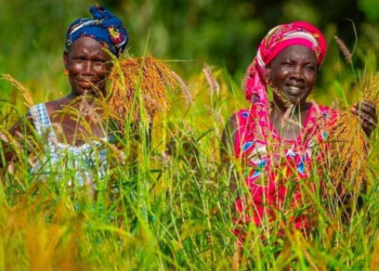 AGRICULTURE AFRICAINE SELON LA BANQUE MONDIALE : Le secteur représentera un marché de mille milliards de dollars d&rsquo;ici 2030