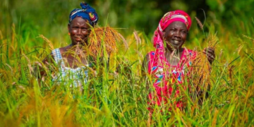 AGRICULTURE AFRICAINE SELON LA BANQUE MONDIALE : Le secteur représentera un marché de mille milliards de dollars d&rsquo;ici 2030