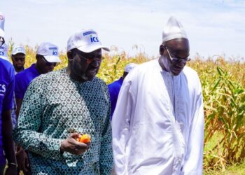 POUT : 10 hectares de semences de maïs certifiées exploités par les ICS et Minam Export