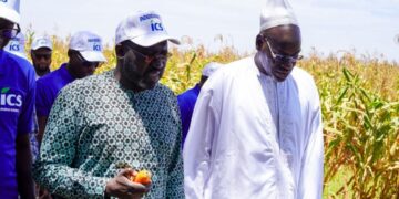 POUT : 10 hectares de semences de maïs certifiées exploités par les ICS et Minam Export