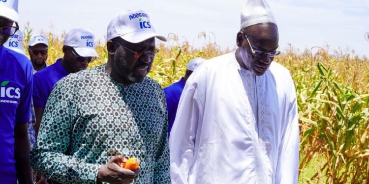 POUT : 10 hectares de semences de maïs certifiées exploités par les ICS et Minam Export