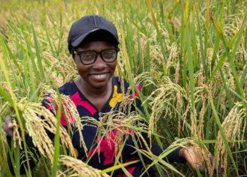 MARCHÉ DU RIZ, SELON LA BANQUE MONDIALE : L’Afrique de l’Ouest importe plus de 3,5 milliards de dollars annuellement