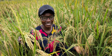 MARCHÉ DU RIZ, SELON LA BANQUE MONDIALE : L’Afrique de l’Ouest importe plus de 3,5 milliards de dollars annuellement