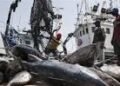PÊCHE DÉMERSALE CÔTIÈRE : Le gouvernement ouvre une brèche avec quatre nouvelles licences industrielles 