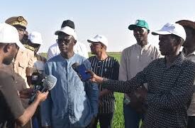 BAKEL : La SAED salue l’engagement des producteurs dans la souveraineté alimentaire
