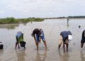 RESTAURATION DE LA MANGROVE, LUTTE CONTRE LA SALINISATION DES SOLS, MISE EN PLACE DE PÉPINIÈRE D’AVICENNIA : Les femmes de Marlothie plantent l’espoir et indexent l’exploitation pétrolière !
