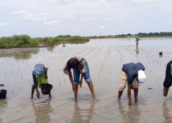RESTAURATION DE LA MANGROVE, LUTTE CONTRE LA SALINISATION DES SOLS, MISE EN PLACE DE PÉPINIÈRE D’AVICENNIA : Les femmes de Marlothie plantent l’espoir et indexent l’exploitation pétrolière !