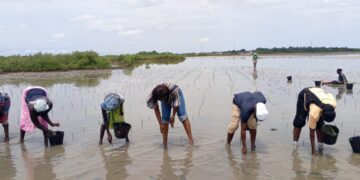 RESTAURATION DE LA MANGROVE, LUTTE CONTRE LA SALINISATION DES SOLS, MISE EN PLACE DE PÉPINIÈRE D’AVICENNIA : Les femmes de Marlothie plantent l’espoir et indexent l’exploitation pétrolière !