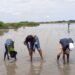 RESTAURATION DE LA MANGROVE, LUTTE CONTRE LA SALINISATION DES SOLS, MISE EN PLACE DE PÉPINIÈRE D’AVICENNIA : Les femmes de Marlothie plantent l’espoir et indexent l’exploitation pétrolière !